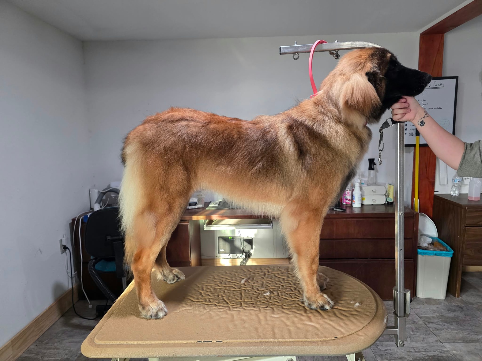 Fancy Fluff grooming gallery photo 2
