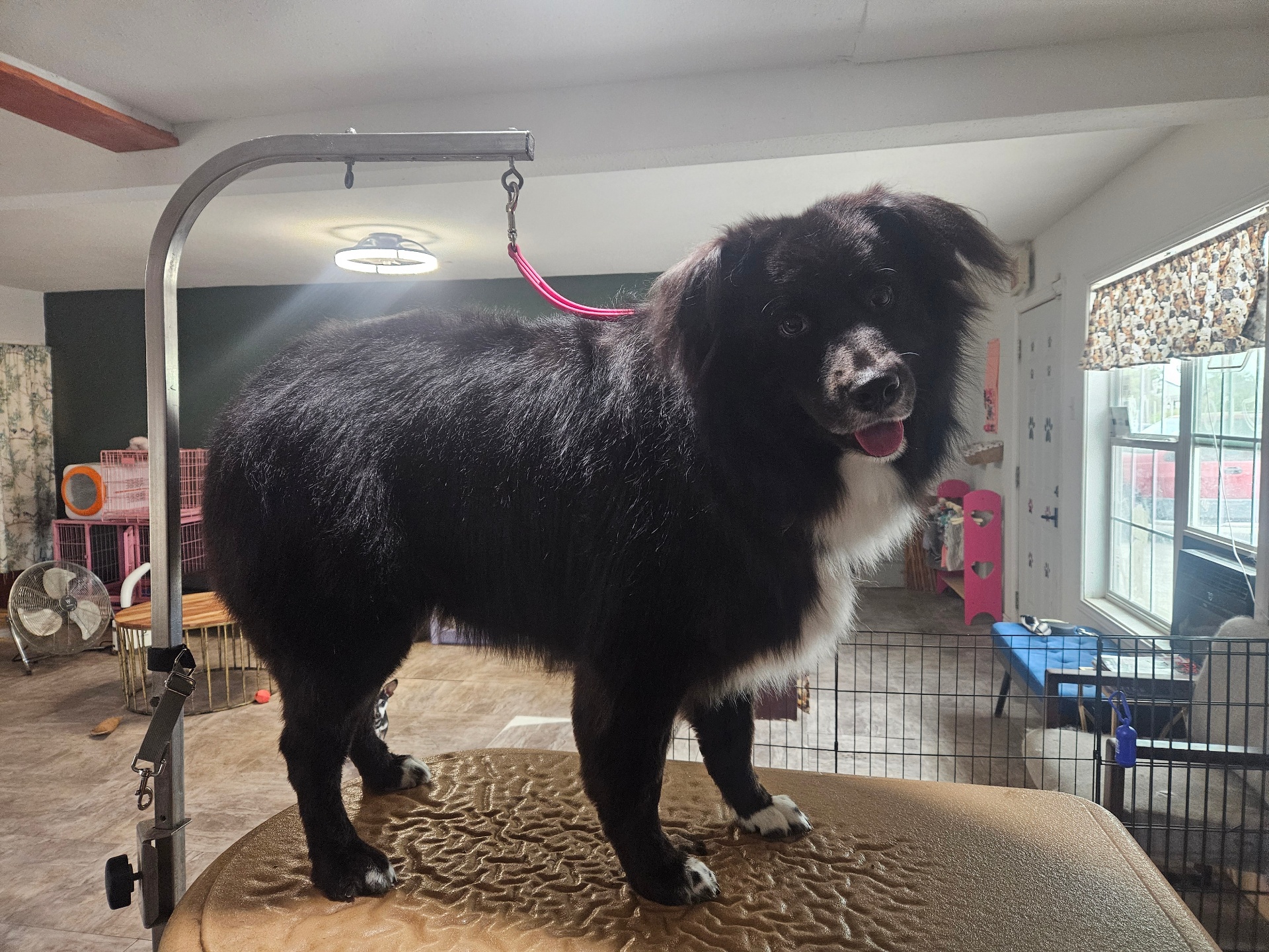 Fancy Fluff grooming gallery photo 4