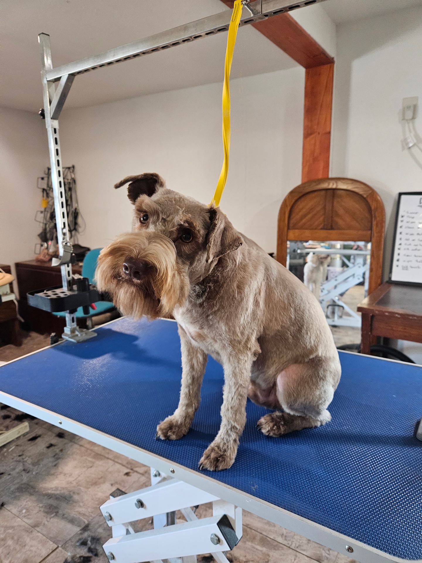 Fancy Fluff grooming gallery photo 6